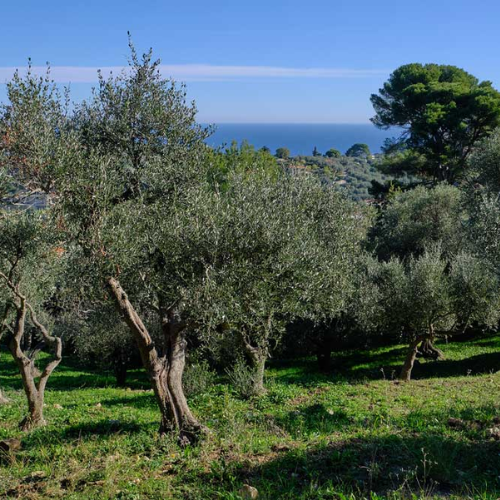 Uliveto ligure con vista mare